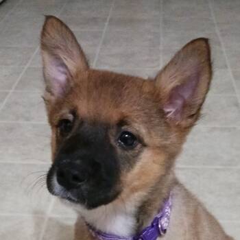 Rescue Labrador Retriever and Australian Cattle Dog Blue Heeler Dogs for Adoption in Greenfield, Indiana - Ellie - Purple | PetCurious
