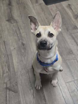 Luna -  German Shepherd Dog Dog for Adoption in Sedalia, Colorado - Luna | PetCurious