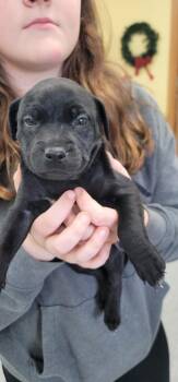 Savory -  Mixed Breed Dog for Adoption in Syracuse, Indiana - Savory | PetCurious