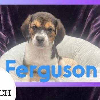 Rescue Beagle and Hound Dogs for Adoption in Washington, Pennsylvania - Ferguson | PetCurious