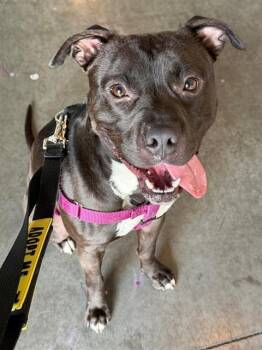 DAVEY -  Pit Bull Terrier Dog for Adoption in Charlotte, North Carolina - DAVEY | PetCurious