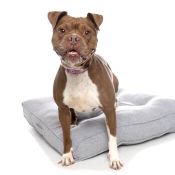 Eloise -  American Staffordshire Terrier and Dogue De Bordeaux Dog for Adoption in Los Angeles, California - Eloise | PetCurious
