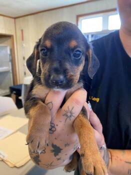 Yogurt The Explorer -  Mixed Breed Dog for Adoption in Hillsboro, Ohio - Yogurt The Explorer | PetCurious