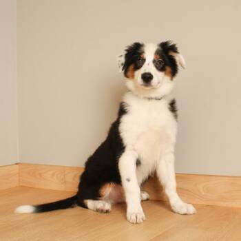 Duncan D70974 -  Australian Shepherd and Mixed Breed Dog for Adoption in Minnetonka, Minnesota - Duncan D70974 | PetCurious