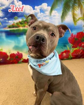 Axel -  Mixed Breed Dog for Adoption in Flint, Michigan - Axel | PetCurious