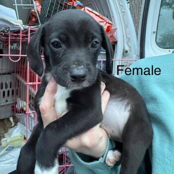 Beagle Dogs Available for Adoption in West Plains, Missouri - BB | PetCurious