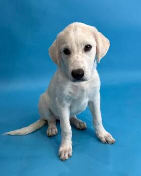 Blue -  Great Pyrenees and Labrador Retriever Dog for Adoption in Alvin, Texas - Blue | PetCurious