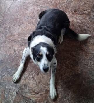 Bella -  Border Collie Dog for Adoption in Homer Glen, Illinois - Bella | PetCurious