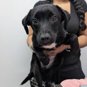 NATE -  Chihuahua and Black Labrador Retriever Dog for Adoption in St. Augustine, Florida - NATE | PetCurious