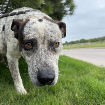 Australian Cattle Dog Blue Heeler and Terrier Dogs Available for Adoption in Abilene, Texas - Boris | PetCurious
