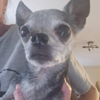 Rescue Chihuahua Dogs for Adoption in Helena, Alabama - Peeta | PetCurious