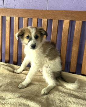 **KELLY** -  Australian Shepherd and Great Pyrenees Dog for Adoption in North Prairie, Wisconsin - **KELLY** | PetCurious