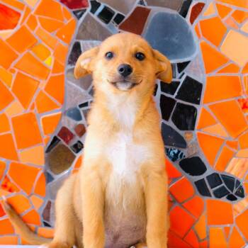 Argentina Pup - Salta -  Collie and Golden Retriever Dog for Adoption in San Diego, California - Argentina Pup - Salta | PetCurious