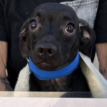 Panda -  Chihuahua Dog for Adoption in San Gabriel, California - Panda | PetCurious
