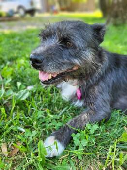 Macee -  Terrier Dog for Adoption in Pottstown, Pennsylvania - Macee | PetCurious