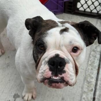 Carmen -  English Bulldog Dog for Adoption in Huber Heights, Ohio - Carmen | PetCurious