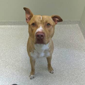 Thaddeus -  American Staffordshire Terrier Dog for Adoption in Kansas City, Kansas - Thaddeus | PetCurious