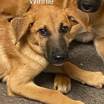 Rescue German Shepherd Dog and Mixed Breed Dogs for Adoption in Austin, Texas - Wyoming | PetCurious