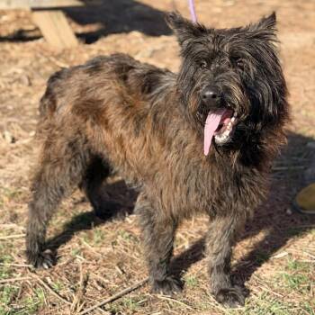 Mixed Breed Dogs Available for Adoption - Albus | PetCurious