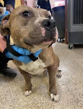 TALLULAH -  Pit Bull Terrier Dog Available for Adoption in Blythe, California - TALLULAH | PetCurious
