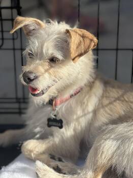 Rescue Chorkie and Cairn Terrier Dogs for Adoption - Ava | PetCurious