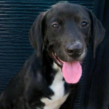 White Foot Davis -  Labrador Retriever Dog for Adoption in Wadena, Minnesota - White Foot Davis | PetCurious