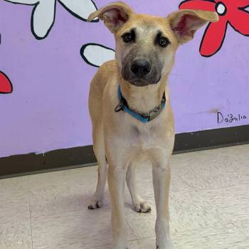 Rescue Mixed Breed Dogs for Adoption in Binghamton, New York - Lucky Charms | PetCurious