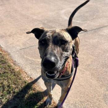 Terrier and Mixed Breed Dogs Available for Adoption - SHERE KHAN | PetCurious