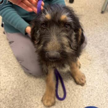 Mixed Breed Dogs Available for Adoption - Gumball | PetCurious