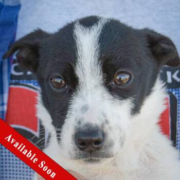 Rescue Jack Russell Terrier and Italian Greyhound Dogs for Adoption in Huntley, Illinois - Gerti Gigglesnort | PetCurious