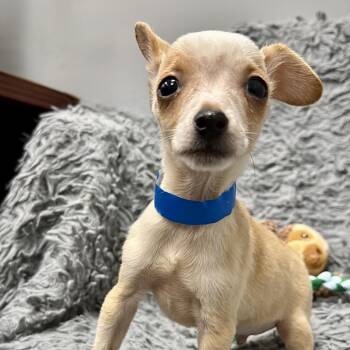 Mixed Breed Dogs Available for Adoption - Rowdy Gaines | PetCurious