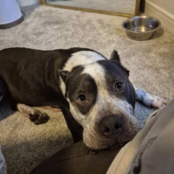Po -  Pit Bull Terrier Dog for Adoption in Dallas, Texas - Po | PetCurious