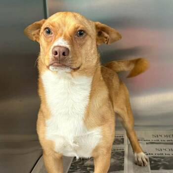 Terrier and Mixed Breed Dogs Available for Adoption - FOSTER OR FOSTER-TO-ADOPT NEEDED Phil D | PetCurious