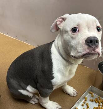 American Bulldog and Pit Bull Terrier Dogs Available for Adoption in Martinez, California - BUDDY | PetCurious