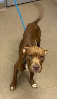 Anders -  Mixed Breed Dog for Adoption in Chamblee, Georgia - Anders | PetCurious