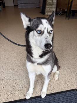 Husky Dogs Available for Adoption - Storm | PetCurious