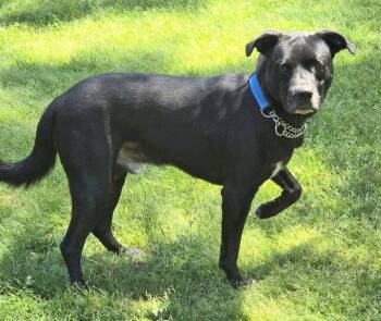 Labrador Retriever Dogs Available for Adoption in North Prairie, Wisconsin - **NEWTON** | PetCurious