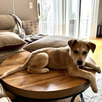 Mixed Breed Dogs Available for Adoption in Buffalo, Minnesota - Naan | PetCurious