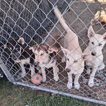 Percy Jackson -  Husky and Mixed Breed Dog for Adoption in Tacoma, Washington - Percy Jackson | PetCurious