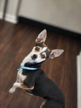 Gus -  Chihuahua Dog for Adoption in Colorado Springs, Colorado - Gus | PetCurious