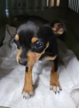 Glenda -  Chihuahua Dog Available for Adoption in Van Alstyne, Texas - Glenda | PetCurious