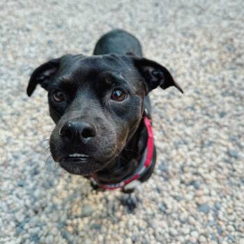 Rescue Chihuahua and Dachshund Dogs for Adoption - Chocolate Therapy | PetCurious