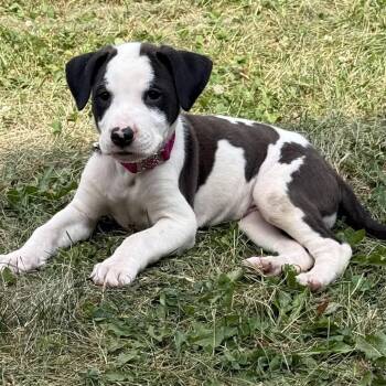 Dawn -  Mixed Breed Dog for Adoption in Spokane, Washington - Dawn | PetCurious