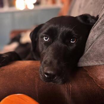 Black Labrador Retriever and Husky Dogs Available for Adoption in Brainerd, Minnesota - Lunar | PetCurious