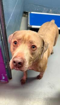 Blue -  Pit Bull Terrier Dog for Adoption in Rowlett, Texas - Blue | PetCurious