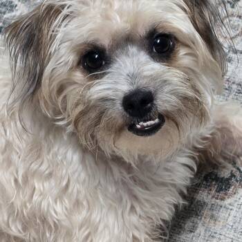 Holsinger BR14564-T LOCAL Adoption Event in Burlington 8/22 -  Shih Tzu and Poodle Dog for Adoption in Missouri City, Texas - Holsinger BR14564-T LOCAL Adoption Event In Burlington 8/22 | PetCurious