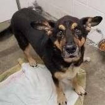 MOSES -  German Shepherd Dog Dog for Adoption in Seymour, Indiana - MOSES | PetCurious