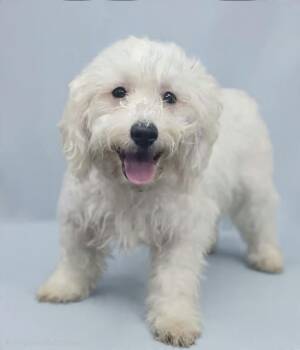 Han Solo -  Bichon Frise and Poodle Dog for Adoption in Wheelersburg, Ohio - Han Solo | PetCurious