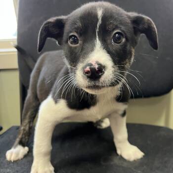 Rescue American Staffordshire Terrier Dogs for Adoption in Wadena, Minnesota - Reef | PetCurious