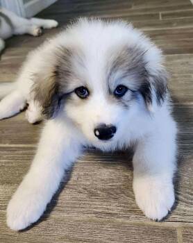 Rescue Great Pyrenees Dogs for Adoption in Austin, Texas - Lady | PetCurious